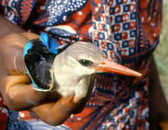 Halcyon leucocephala