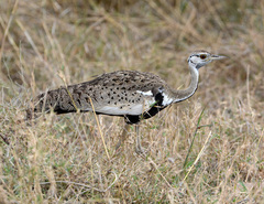 Lissotis melanogaster