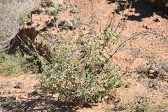 Penstemon spectabilis subinteger