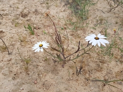 Dimorphotheca pluvialis
