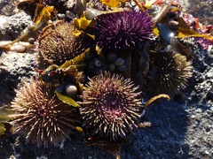 Psammechinus miliaris