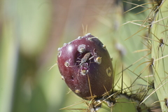 Opuntia oricola