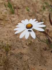 Dimorphotheca pluvialis