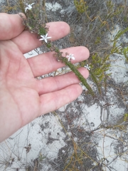 Wahlenbergia tenella