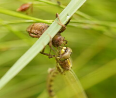 Synthemis eustalacta