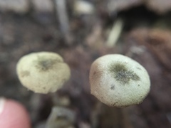Simocybe centunculus