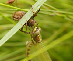Synthemis eustalacta