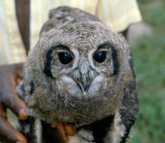 Bubo cinerascens