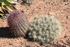 Ferocactus gracilis