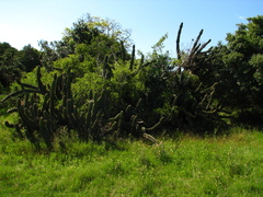 Cereus hildmannianus