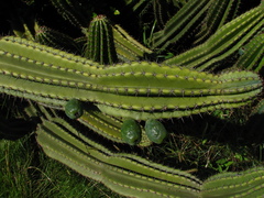 Cereus hildmannianus