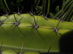 Cereus hildmannianus