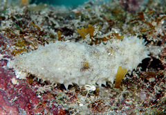Holothuria pardalis