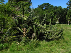 Cereus hildmannianus