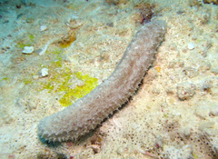 Holothuria pardalis