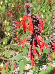 Salvia gesneriiflora