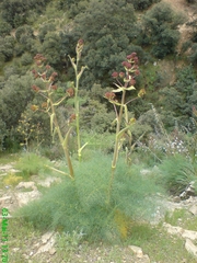 Ferula