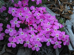 Phlox austromontana