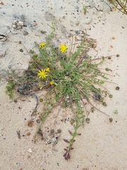Arctotheca calendula