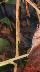 Anolis polylepis