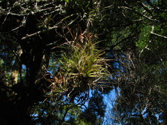 Tillandsia aeranthos
