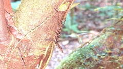 Anolis polylepis