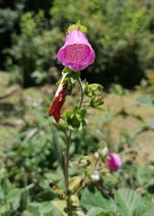 Digitalis
