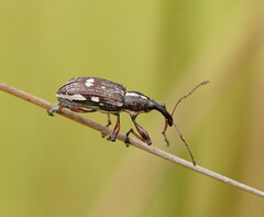 Aoplocnemis