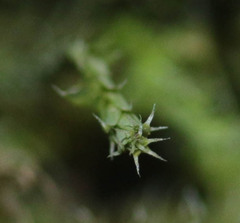 Hedwigia stellata