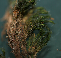 Grimmia trichophylla