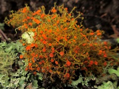 Teloschistes exilis