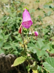 Digitalis