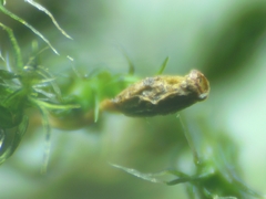 Grimmia trichophylla