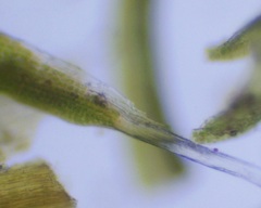 Grimmia trichophylla