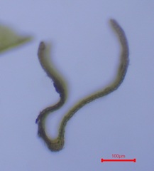 Grimmia trichophylla