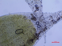Hedwigia stellata
