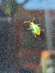 Diabrotica porracea
