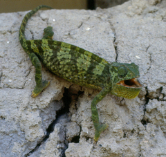 Chamaeleo gracilis