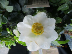 Helleboreae