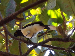 Cyanocorax cyanopogon