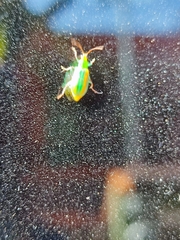 Diabrotica porracea