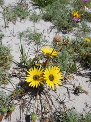 Arctotheca calendula