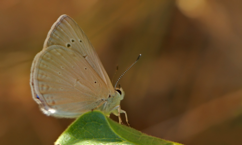 Mesopotamian Blue