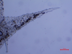 Hedwigia stellata
