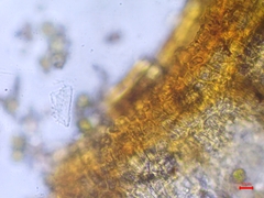 Grimmia trichophylla