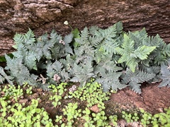 Notholaena standleyi