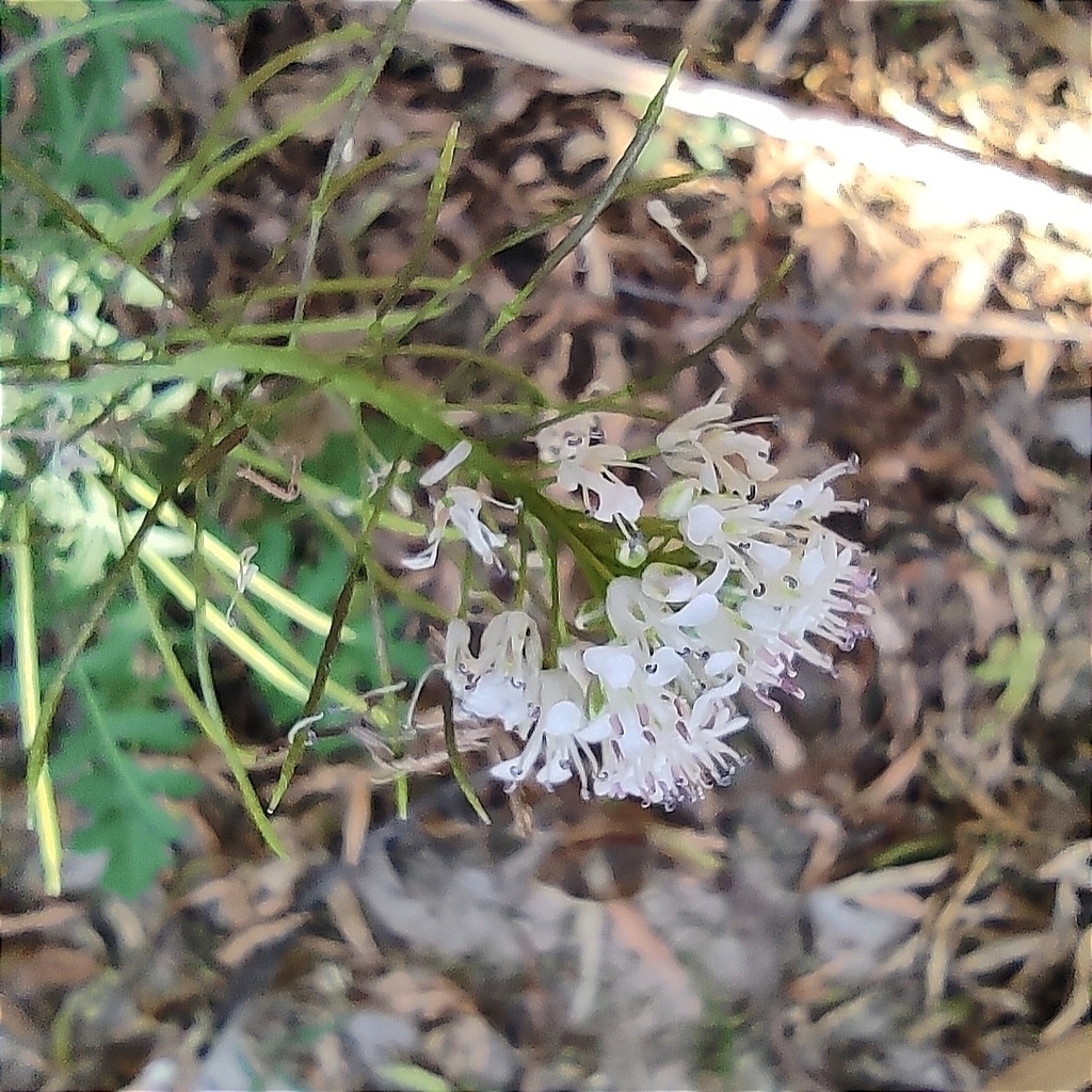 Dryopetalon paysonii