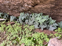 Notholaena standleyi