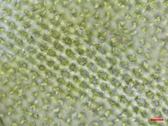 Hedwigia stellata