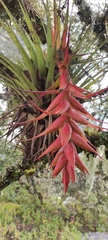 Tillandsia violacea